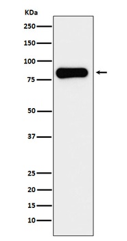 Aconitase 2 Rabbit Monoclonal Antibody