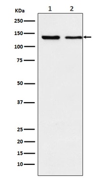 Exportin 5 Rabbit Monoclonal Antibody