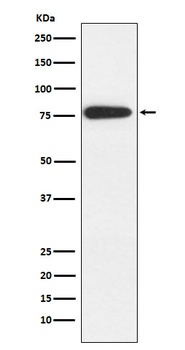 MARK2 Rabbit Monoclonal Antibody