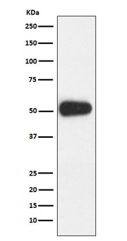 CD27 Rabbit Monoclonal Antibody