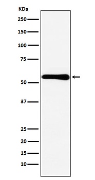 CBS Rabbit Monoclonal Antibody