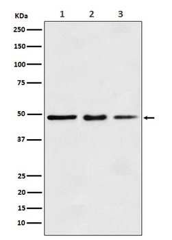 eEF1A1 Rabbit Monoclonal Antibody