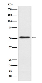 SRP54 Rabbit Monoclonal Antibody