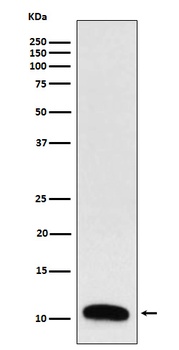 Trefoil Factor 3 Rabbit Monoclonal Antibody