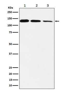 POLD1 Rabbit Monoclonal Antibody