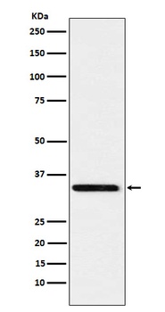 Syntaxin 4 Rabbit Monoclonal Antibody