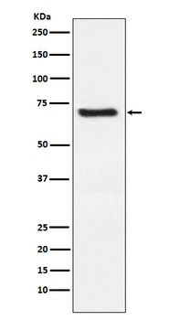 Dkk3 Rabbit Monoclonal Antibody