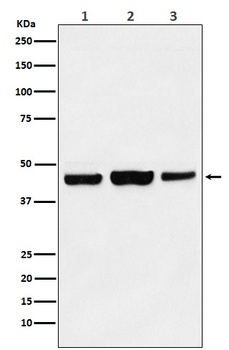 KAT1/HAT1 Rabbit Monoclonal Antibody