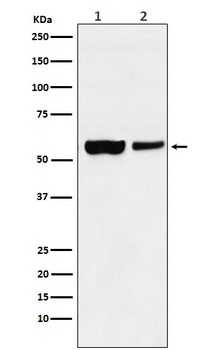 USP22 Rabbit Monoclonal Antibody