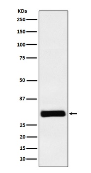 Hex Rabbit Monoclonal Antibody