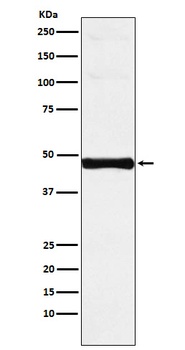 IRF-9/IRF Rabbit Monoclonal Antibody