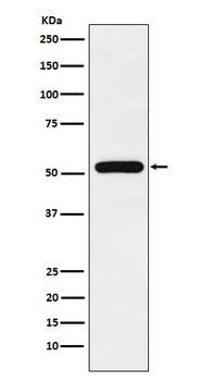 TAB1 Rabbit Monoclonal Antibody