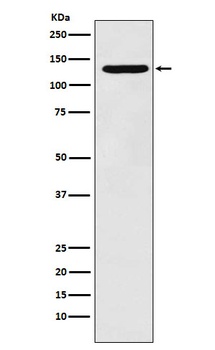 PCB Rabbit Monoclonal Antibody