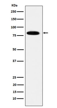MCM7 Rabbit Monoclonal Antibody