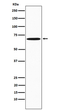 SAM68 Rabbit Monoclonal Antibody