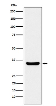 BOB1 Rabbit Monoclonal Antibody