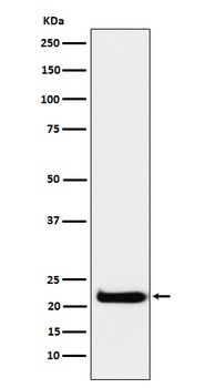 CEND1 Rabbit Monoclonal Antibody