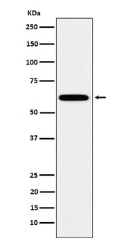 HSF2 Rabbit Monoclonal Antibody