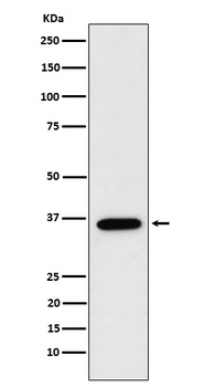 FBP1 Rabbit Monoclonal Antibody