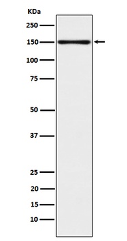 CLSTN1 Rabbit Monoclonal Antibody