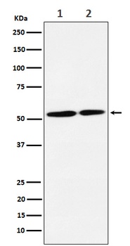 NRG3 Rabbit Monoclonal Antibody