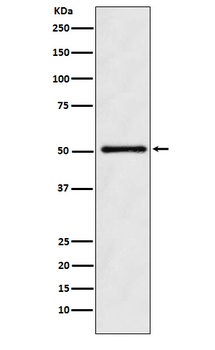 ODC1 Rabbit Monoclonal Antibody