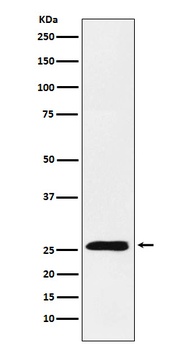 TNFSF9 Rabbit Monoclonal Antibody