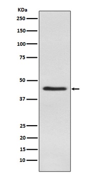 Inhibin alpha Rabbit Monoclonal Antibody