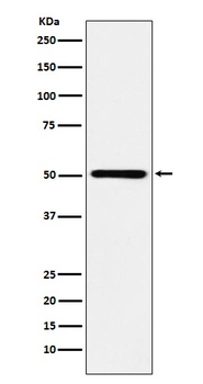 RING1 Rabbit Monoclonal Antibody