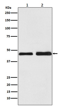 Oxytocin Receptor Rabbit Monoclonal Antibody