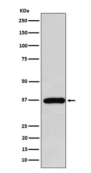FBP1 Rabbit Monoclonal Antibody