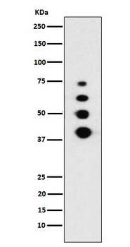 Lamin A/C Rabbit Monoclonal Antibody