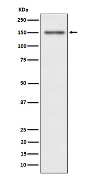 Phospho-Met Rabbit Monoclonal Antibody