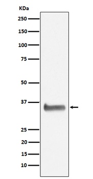 NEK7 Rabbit Monoclonal Antibody