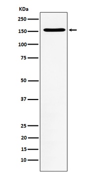 WAPL Rabbit Monoclonal Antibody