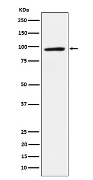 TAB3 Rabbit Monoclonal Antibody