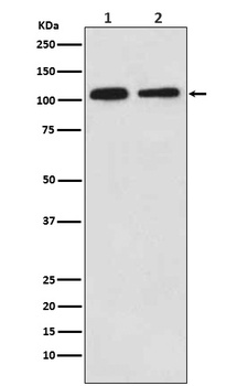 Mov10 Rabbit Monoclonal Antibody