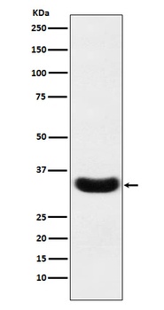 Scramblase 1 Rabbit Monoclonal Antibody