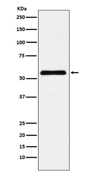 CBX2 Rabbit Monoclonal Antibody