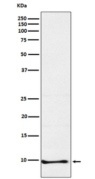 Neuronatin Rabbit Monoclonal Antibody