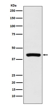 Cyclophilin 40 Rabbit Monoclonal Antibody