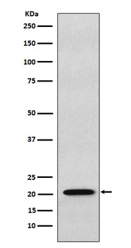 RAP1A + RAP1B Rabbit Monoclonal Antibody