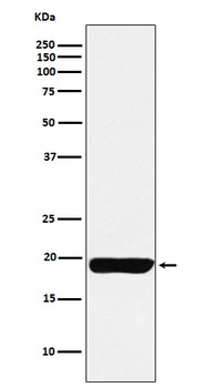 MYL9 Rabbit Monoclonal Antibody