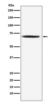 DLAT Rabbit Monoclonal Antibody