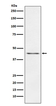 Carboxypeptidase A1+A2+B/A1 Rabbit Monoclonal Antibody