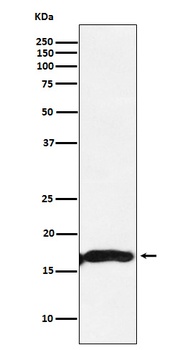 CRYAA Rabbit Monoclonal Antibody