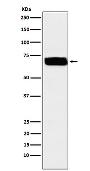 Poliovirus Receptor Rabbit Monoclonal Antibody