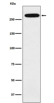 alpha 1 Spectrin Rabbit Monoclonal Antibody