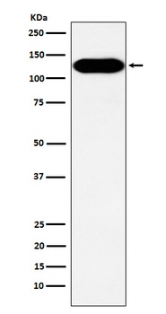 BCAR1 Rabbit Monoclonal Antibody
