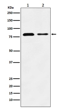 LIMPII Rabbit Monoclonal Antibody